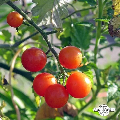 Bio divoké rajče Rote Murmel