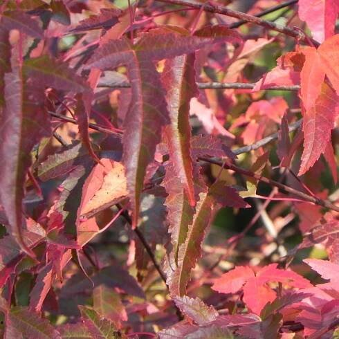 Acer ginnala - Zahradnictví Červená