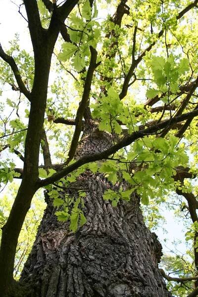 Odborné posuzování stromů a dendrologický průzkum v Praze a okolí - Stromoskop