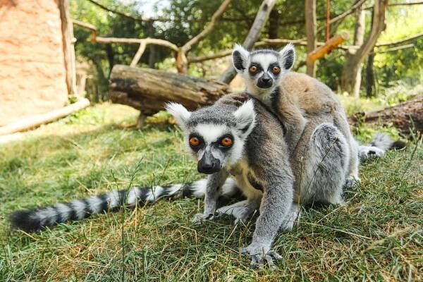 Zoopark Zájezd: Klenot pro milovníky zvířat kousek od Slaného a Kladna