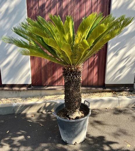 Cycas revoluta-6, cca 142 cm