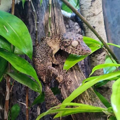 Uroplatus henkeli