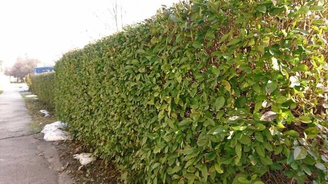 Živý plot z ptačího zobu v zimě - Ptačí Zob - stále zelený živý plot - WonderHedge - Zázračný plot