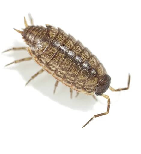 Philoscia muscorum