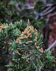 Juniperus Virginiana