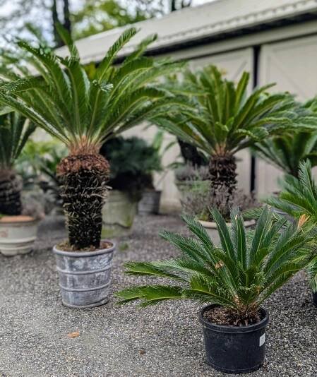 I also have a large variety of special planters – antiques and reproductions, planters made of stone, lead, fiberglass and resin, and in a wide array of shapes and sizes.