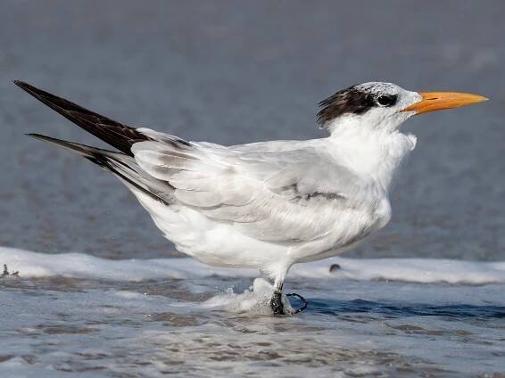 Immature - ML71427411