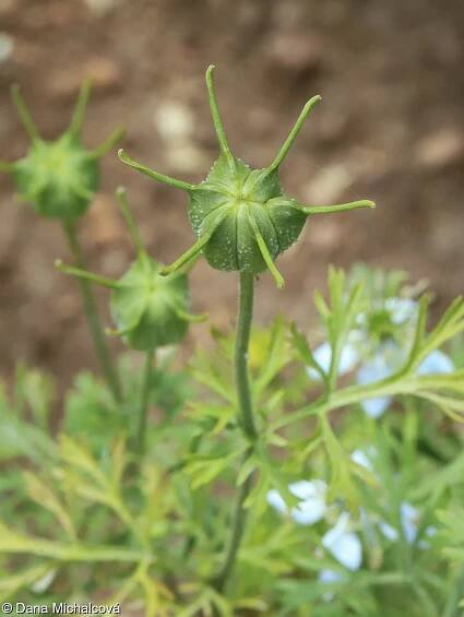 Nigella sativa – černucha setá