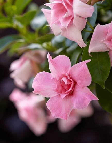 Sundaville® Double Blush Pink 08