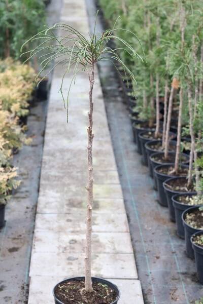 Thuja plicata ´Whipcord´, Zerav řasnatý, km. 80 cm, C7,5