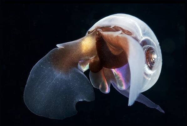 Why plankton is the canary in the coal mine of our oceans