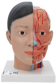 Asijský model lidské hlavy a krku (4 části) - HATORI