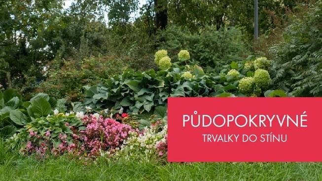 Půdopokryvné trvalky do stínu