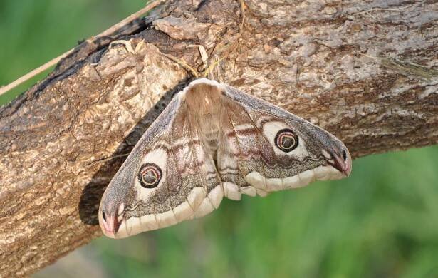 Saturnia pavoniella - martináč podobný