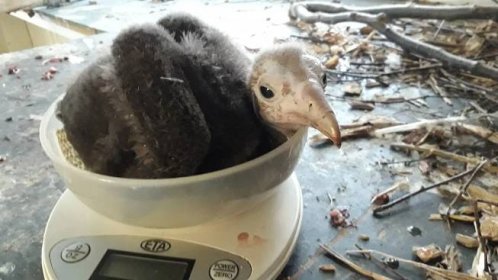 V Zoo Ostrava se podařilo odchovat mládě kriticky ohroženého supa kapucína