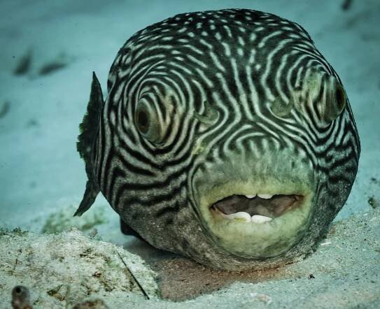 Pufferfish
