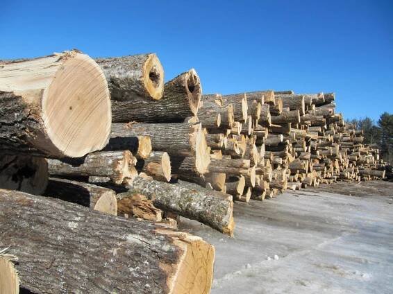Harvest | Gallery | Maine Logging, Timber Harvesting, and Forest Management
