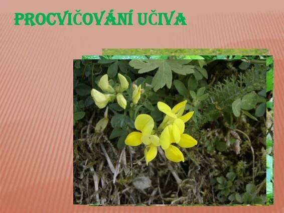 PPT - BOBOVITÉ ROSTLINY PowerPoint Presentation, free download - ID:2070546