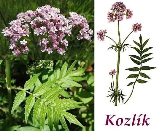 Kozlk lkask - inky na zdrav, co l, pouit, uvn, vyuit