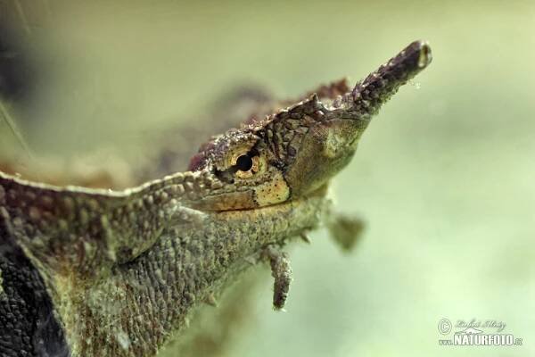 Matamata třásnitá | Naturfoto.cz