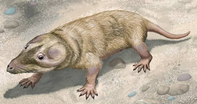 Eucynodontia