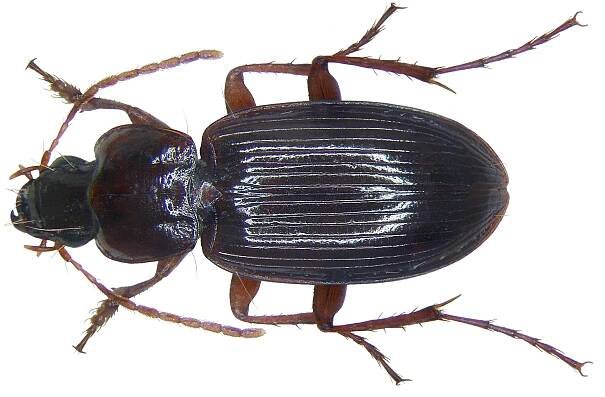 Platyderus