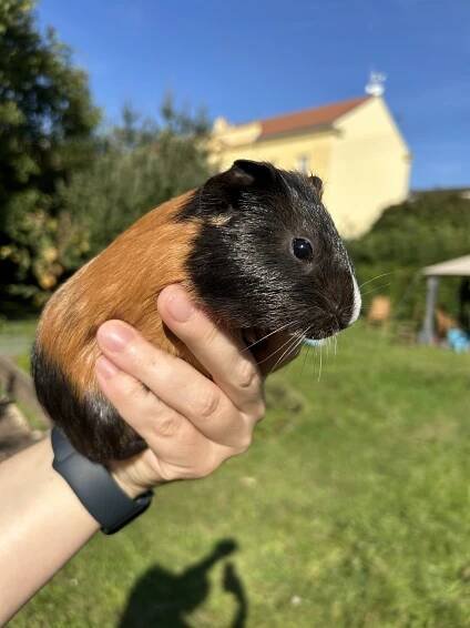 Morčata - Malý Farmář