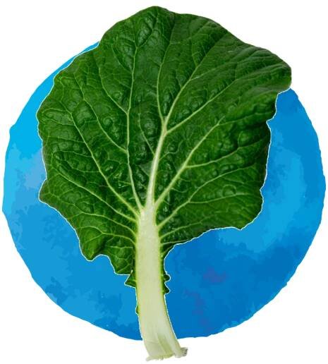 Plant Catalog – Produce'd