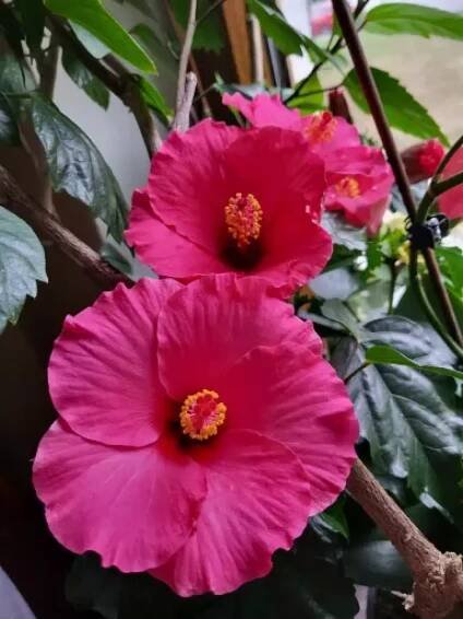 1000031673.webp