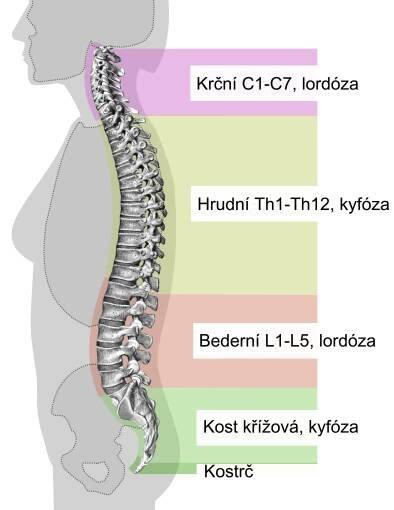 Co to je neutrální páteř a proč jí chceme mít? | Blog | DNS terapie 