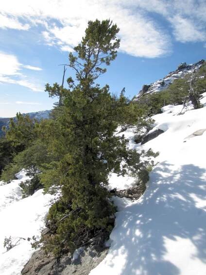 AUSTROCEDRUS CHILSKÝ - "ČILSKÝ CEDR" (AUSTROCEDRUS CHILENSIS) - SEMENA AUSTROCEDRU 3 KS - SEMENIŠTĚ