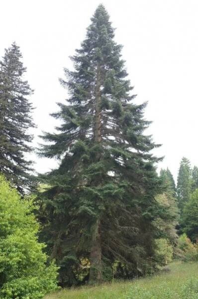 Abies pinsapo