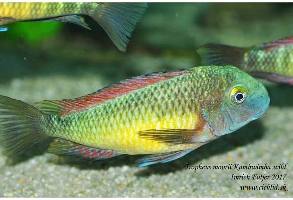 Tropheus moorii Kambwimba "Red Rainbow" v kvalitě