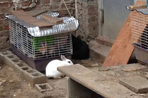 The Brooklyn hoarder had more than 170 rabbits on her property - some which she kept outside even amid freezing temperatures.
