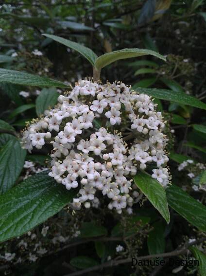 Viburnum pragense2