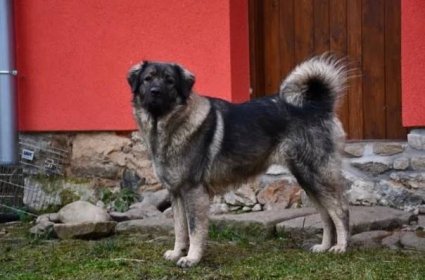 Šarplaninský pastevecky pes :: www.zmalenickychpastvin.cz
