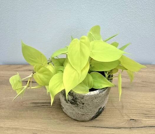 Philodendron Lemon Lime