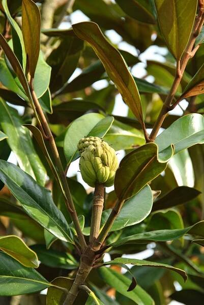 Magnolia grandiflora 'Galissonière'