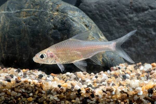 Cyclocheilichthys heteronema