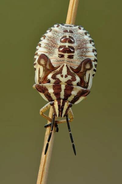 File:Carpocoris purpureipennis fifth instar nymph (top view) - Kulna.jpg - Wikimedia Commons