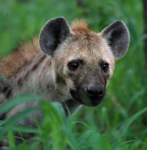 Hyena
