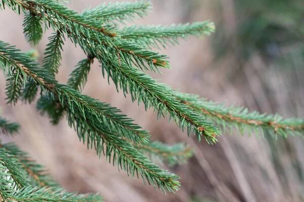 Picea abies 'Inversa'