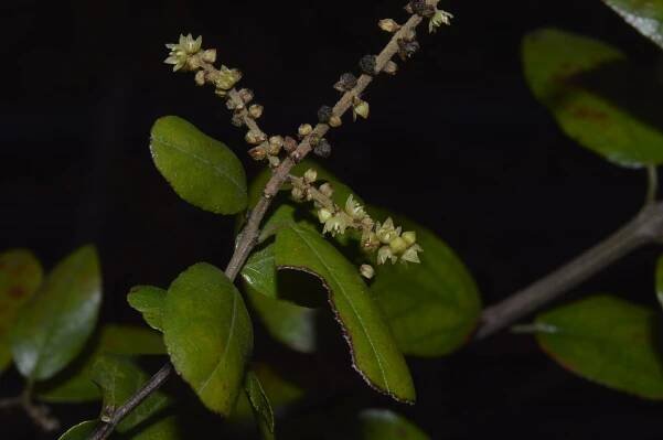 Sageretia thea – eFlora of India