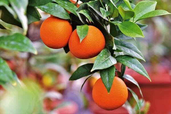 Revive Your Sense of Wonder with Sweet Orange - Atlantic Institute of Aromatherapy