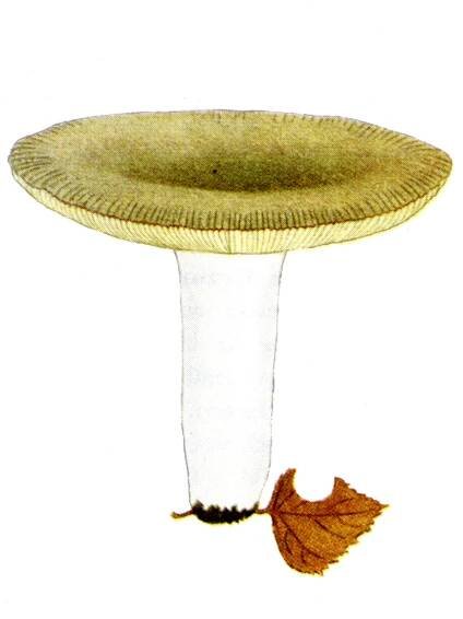 Ekhöfts Pilze – Ekhöft