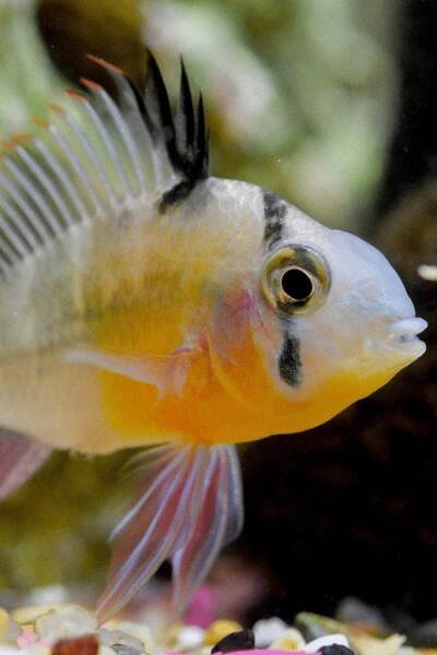 Bolivian Rams