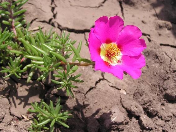 Soubor:Portulaca grandiflora in Sedovo 001.jpg