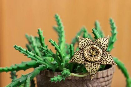 Stapelia variegata (Zdroj: Shutterstock)
