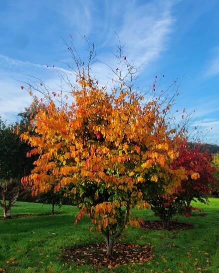 Parrotia persica 'Fastigiate'