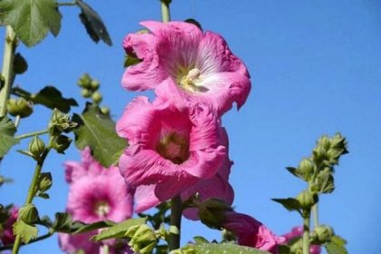 Topolovka růžová a její léčivé účinky - Vše o bylinkách - použití, účinky, pěstování